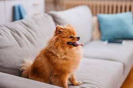 Dog 4